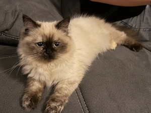 Ragdoll Katze weiblich Kitten