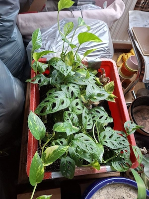 Efeutute u Mini-Monstera zuverkaufen 
