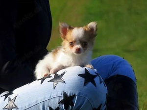 3 typvolle süße Chihuahua Hündinnen Welpen