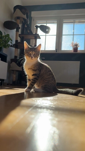    Cléo sucht ihr Für-immer-Zuhause   