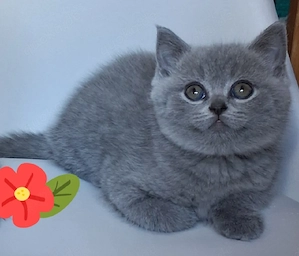Reinrassige BKH Kitten 