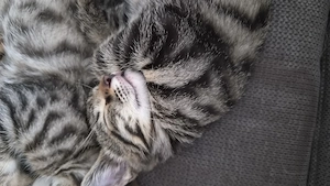 Süsse Bengal-Mix Kitten 