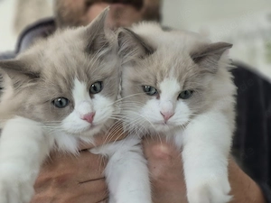 Wunderschöne Kitten mit Stammbaum aus Premium Zucht