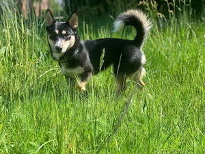 Hundeprinzessin sucht Haus mit Garten