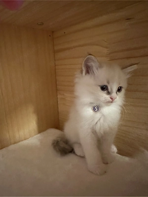 reinrassige ragdoll Kitten