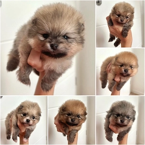 Pomeranian Zwergspitz Welpen Ahnentafel Teddy Bärchen Championsverpaarung