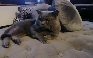 Reinrassige BKH Kitten 
