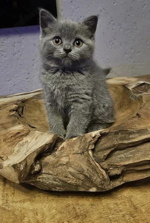 Reinrassige BKH kitten