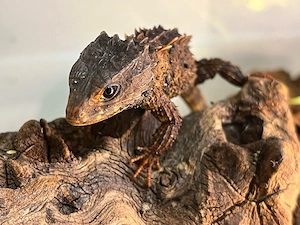 Neuguinea-Buschkrokodile (Tribolonotus novaeguineae)