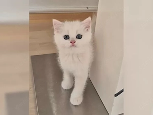 BKH Kitten Reinrassig mit Stammbaum