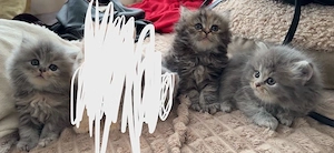 Suße kleine Katzenmädchen suchen ein liebevolles Zuhause!