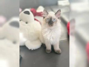 Ragdoll Kitte reinrassig mit Stammbaum