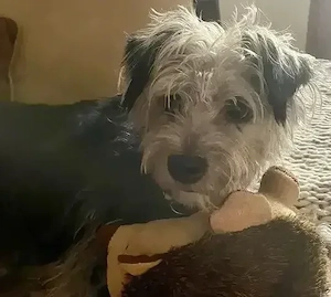 Crack,TerrierMix - ist leider schwer traumatisiert aber intelligent, lernwillig+braucht viel Geduld