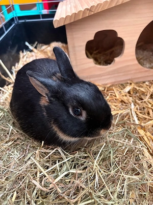 Liebes Zwergkaninchen sucht Zuhause