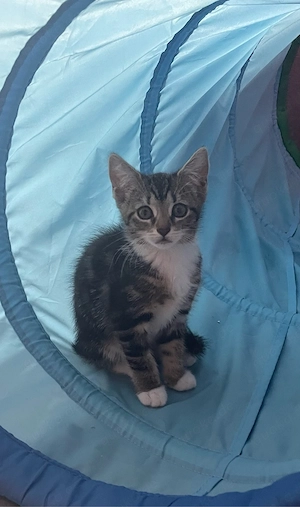1 Maine-Coon EKH Mix Kitten Katze 