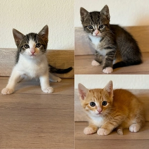 Katzenbabys Kitten Babykatzen getigert 
