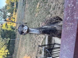 Emu Weibchen 1,5jahre 