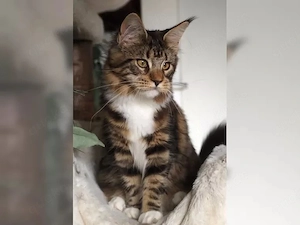 Prächtiges Maine Coon Youngster Mädel mit Stammbaum