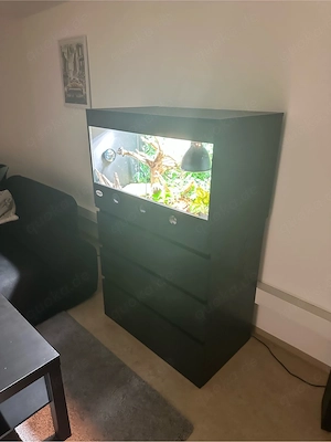 Königspython mit Terrarium, Schrank & Zubehör abzugeben