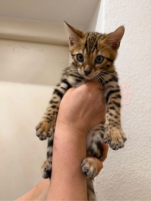Wunderschöner Begalkater sucht ein neues zuhause