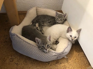 Babykatzen   Kitten abzugeben   2 Kater grau getigert, 1 Katze weiß, Baby Katzen, Katze, Kater