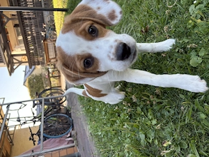 Beagle sucht passendes Zuhause