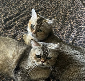 2 britisch Kurzhaar Katzen mit hervorragendem Stammbaum