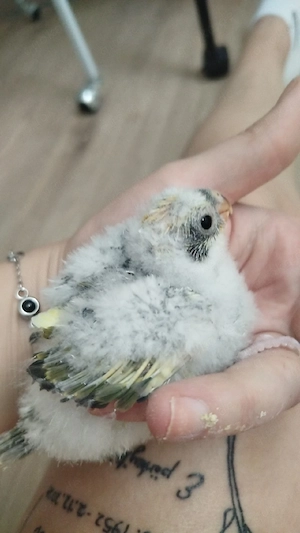 Sittich Baby sucht liebevolles zuhause 