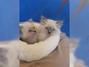 Heilige Birma Kitten Abgabebereit
