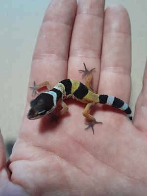 Leopardgeckos auf Weiblich Inkubiert 