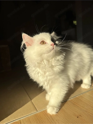 katzen mädchen dringend 