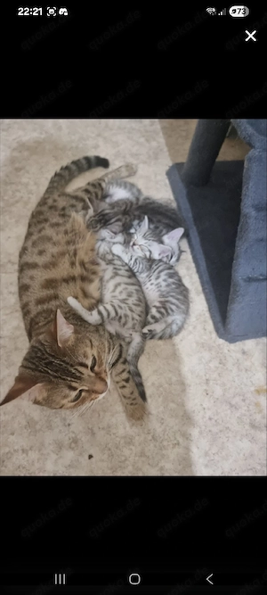  5 süße Kitten suchen liebevolles Zuhause Bild 9