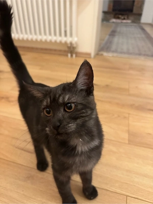 katzen mädchen dringend 