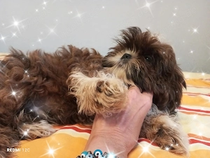 Kleiner reinrassiger Shih Tzu Knirps wieder frei       