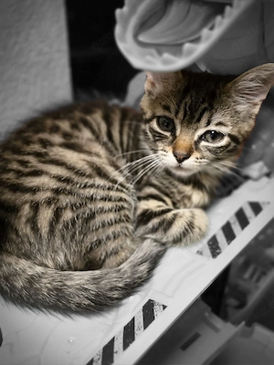 Kitten suchen ein neues Zuhause 