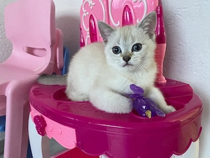 Zuckersüßes BKH-Kitten reinrassig sucht ein liebevolles Zuhause!