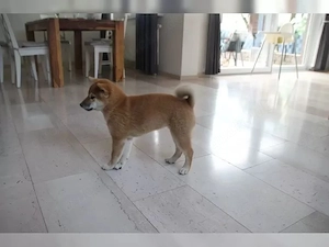 Hübsches Shiba- Inu Welpenmädchen sucht ein neues Zuhause