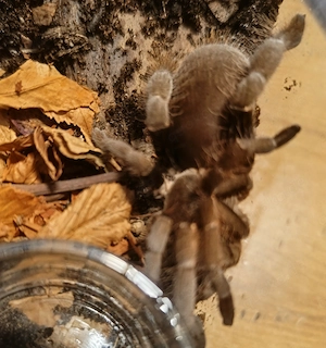 Hysterocrates gigas