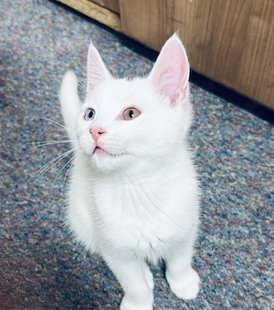 Süße weiße Babykatze  Kitty  sucht ein liebevolles Zuhause   