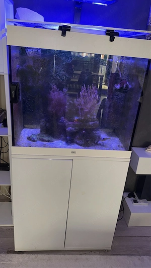 Meerwasser Aquarium- komplett - nur noch dieses WE