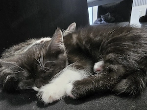 BKH Mix Kitten