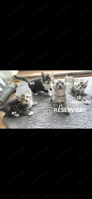 BKH Mix Kitten