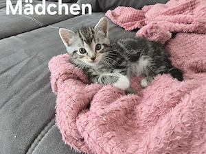 BKH Mix Kitten