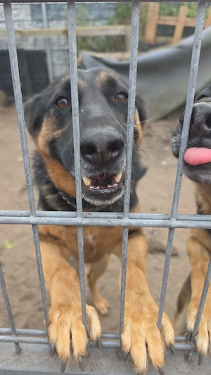 Schäferhunde in Not