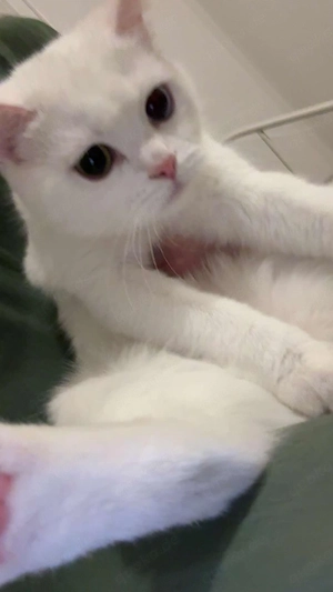 Khao Manee katze abzugeben