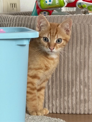Liebevolles Zuhause für unseren kleinen Schmusetiger Gizmo gesucht