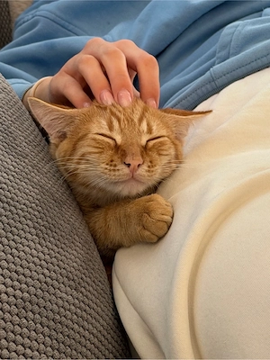 Liebevolles Zuhause für unseren kleinen Schmusetiger Gizmo gesucht