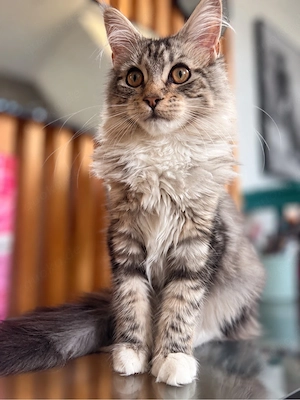 Maincoon  sucht zu Hause 