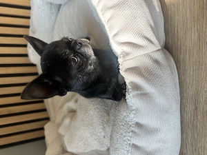 Erwachsenes Mädchen! Chihuahua.