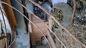 Chinchillas suchen ein neues Zuhause.